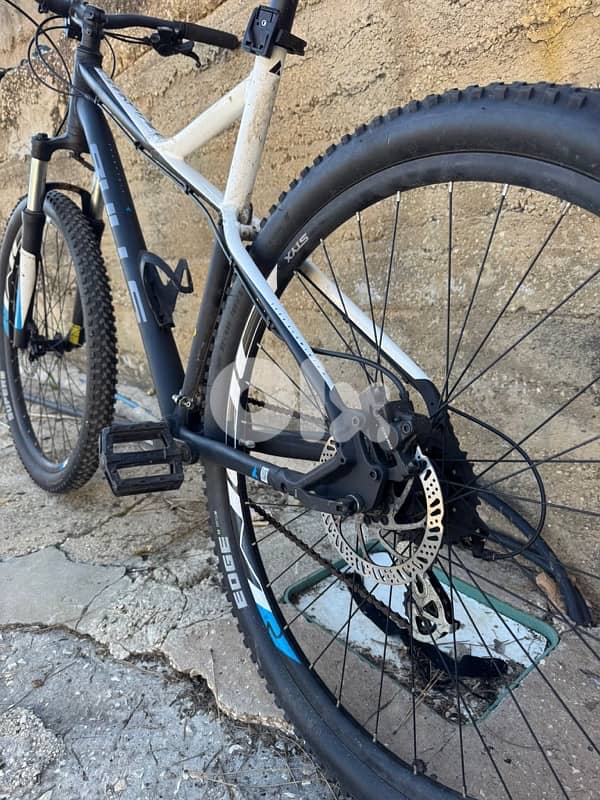 bulls imported from germany 4