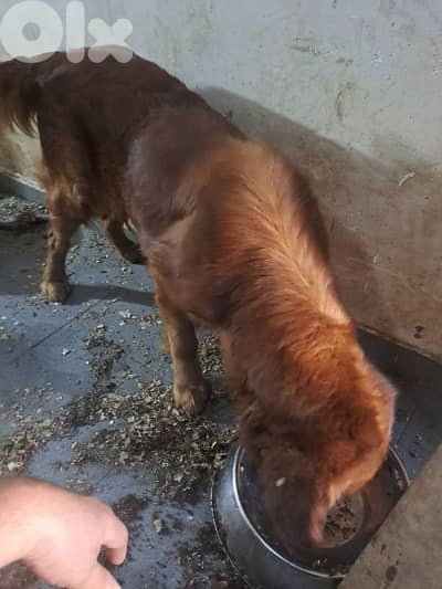 golden retriever puppy