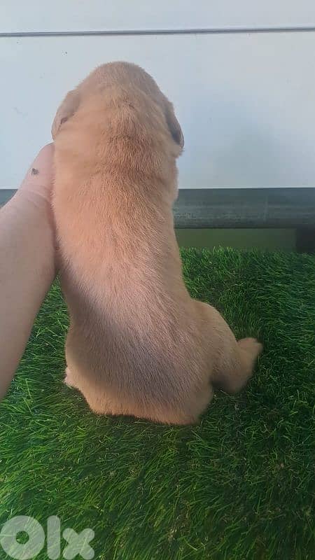 golden retriever puppy 1