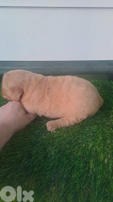 golden retriever puppy 2