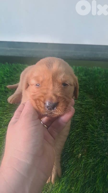 golden retriever puppy 3