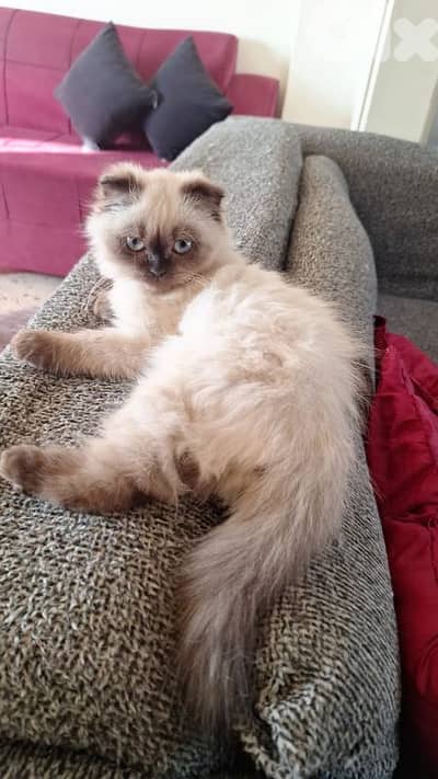 scottish himalian 3 months old kitten