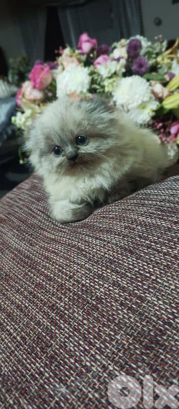 scottish himalian 3 months old kitten