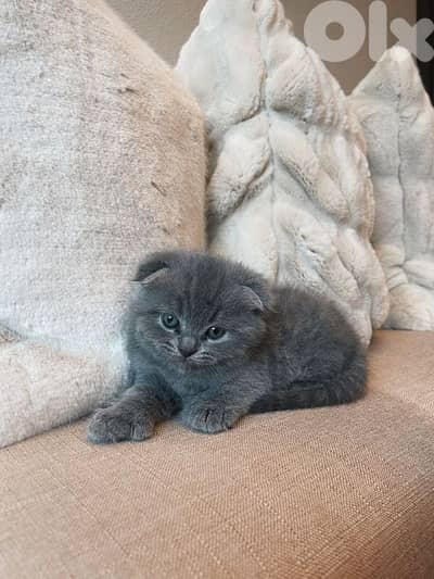 pure Scottish fold kitten HIGH QUALITY