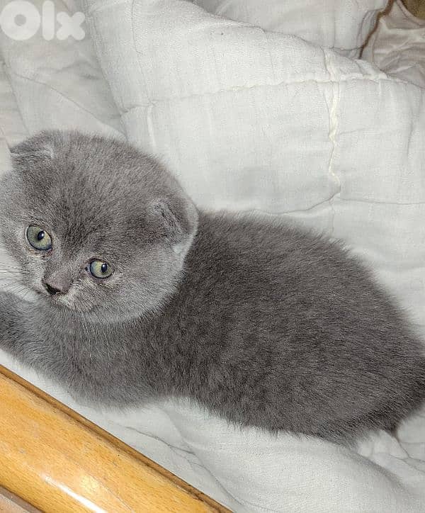 pure Scottish fold kitten HIGH QUALITY 1