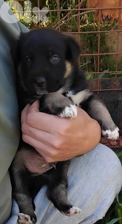 ذكر جيرمن مالينوا شيبرد