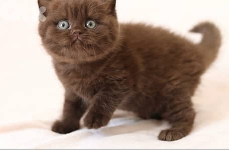 british chocolate  whtsap 70485808