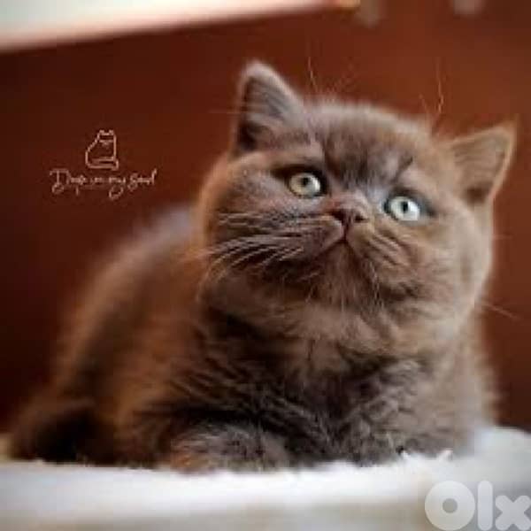 british chocolate  whtsap 70485808 2