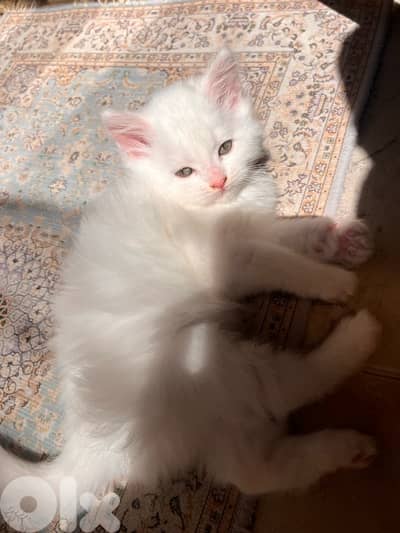 mix kitten persian female & male for mire details call me