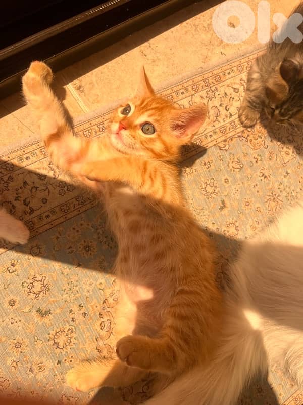mix kitten persian female & male for mire details call me 4