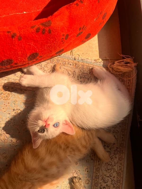 mix kitten persian female & male for mire details call me 5