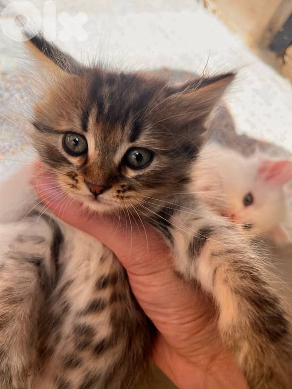 mix kitten persian female & male for mire details call me 6