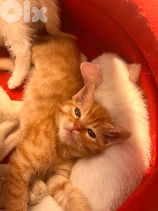 mix kitten persian female & male for mire details call me 8