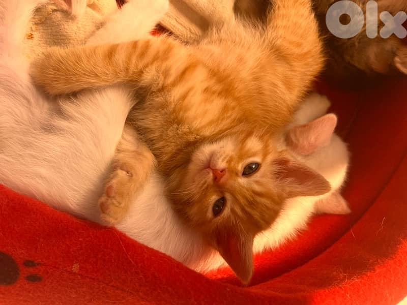 mix kitten persian female & male for mire details call me 9