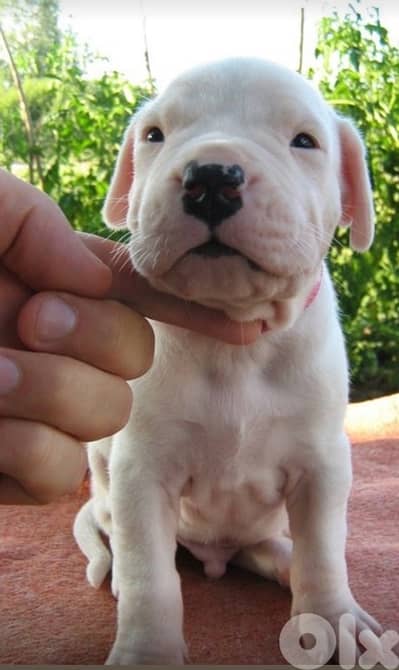 Dogo Argentino Puppies