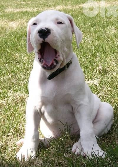 Dogo Argentino Puppies