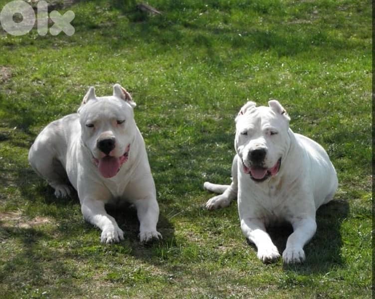 Dogo Argentino Puppies 3
