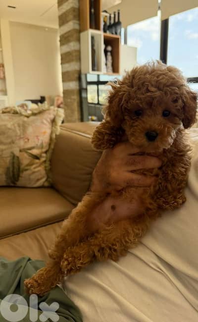 poodle 4 months