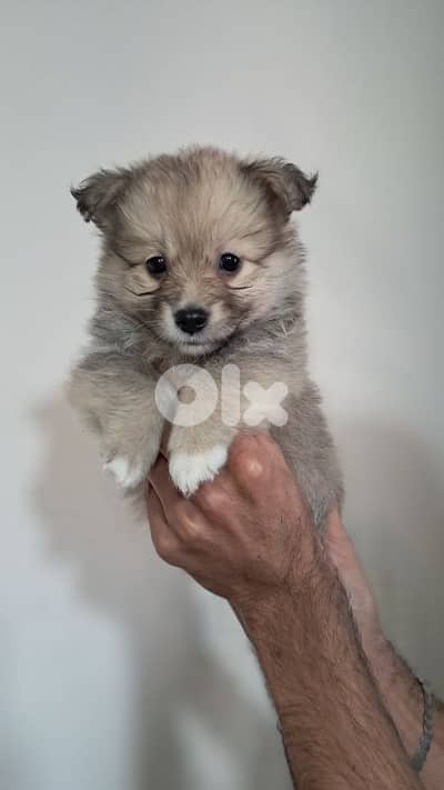 Premium Pomeranian Spitz Puppies – Cute, Fluffy