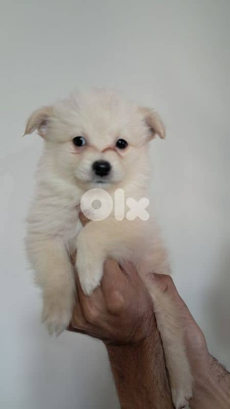 Premium Pomeranian Spitz Puppies – Cute, Fluffy 1