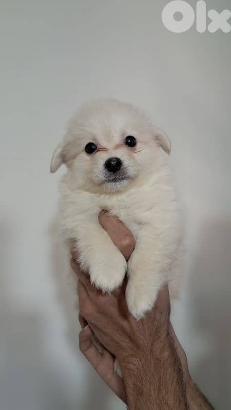 Premium Pomeranian Spitz Puppies – Cute, Fluffy 2
