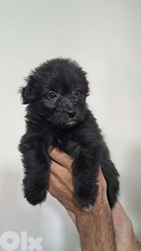 Premium Pomeranian Spitz Puppies – Cute, Fluffy 3