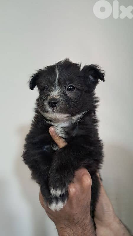 Premium Pomeranian Spitz Puppies – Cute, Fluffy 4