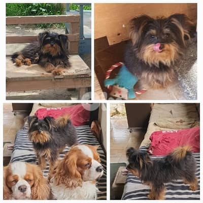 cavalier or yorkshire