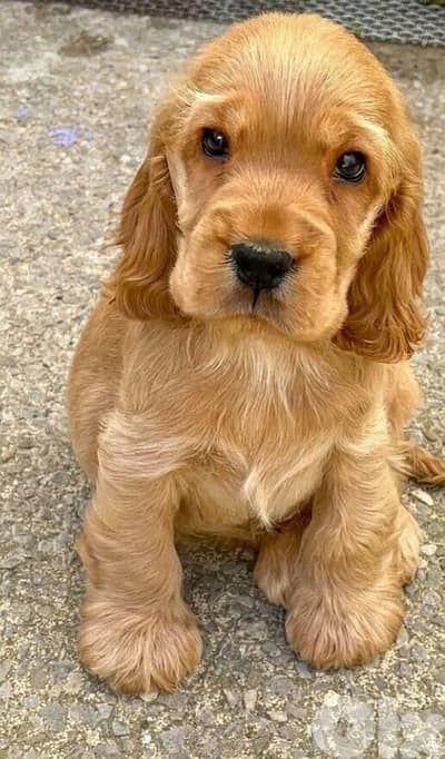 Cocker Spaniel puppy imported available