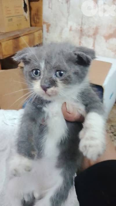 سكوتشي فولد رمادي بيور  100$ _4 قطط فارسية