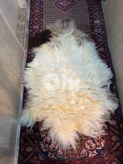 sheep wool skin
