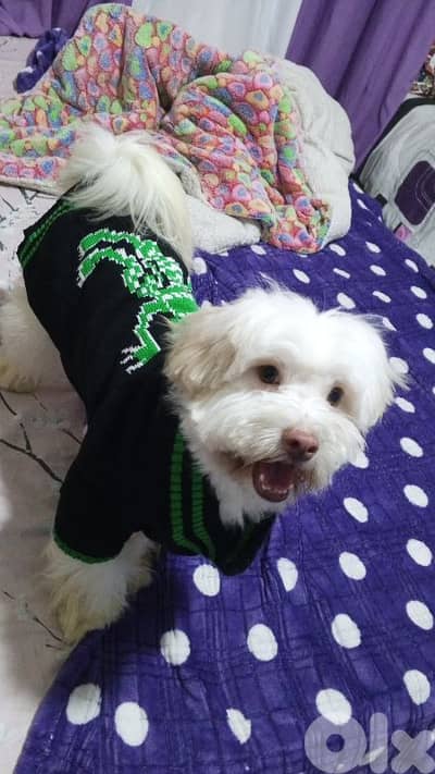 بيروت جديدة