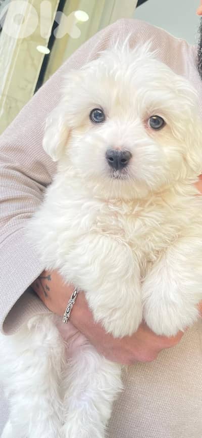 Bichon 2 months vaccinated