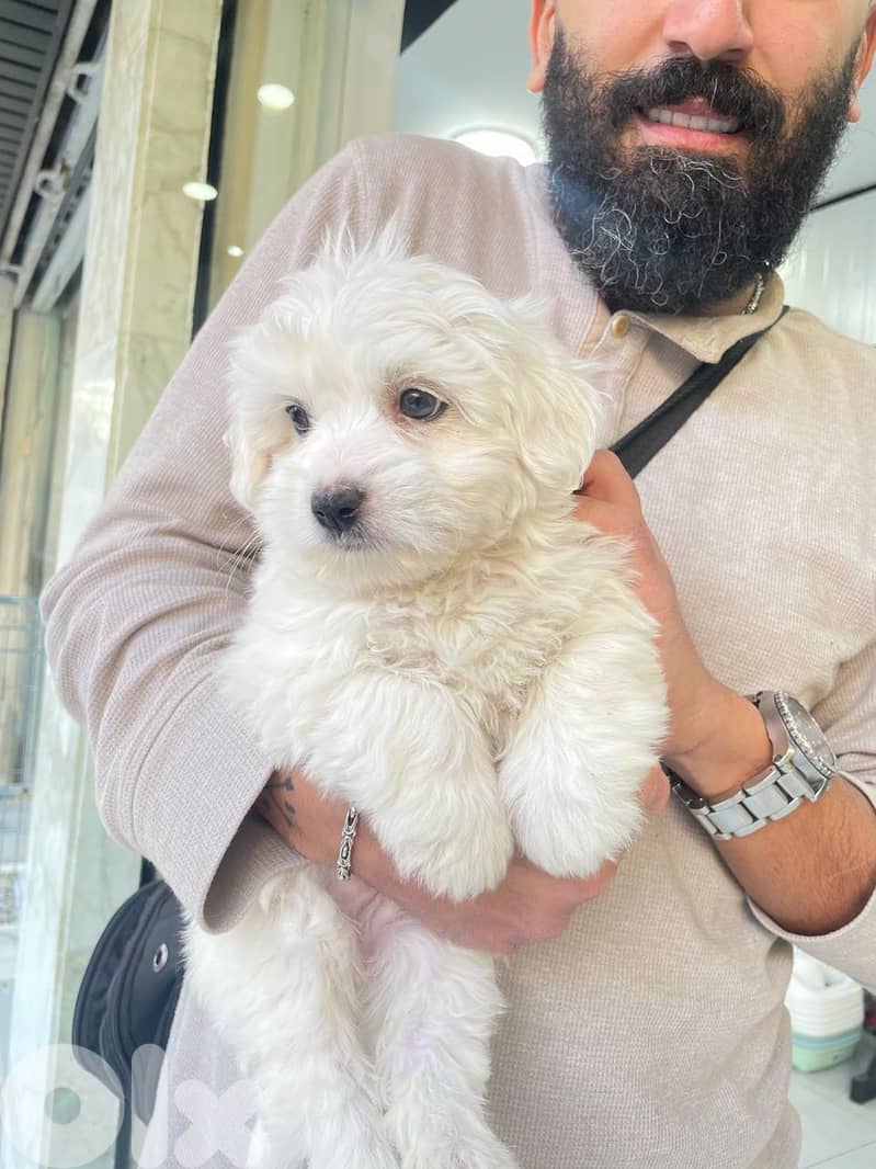 Bichon 2 months vaccinated 1