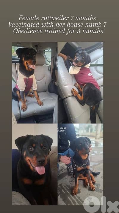 Female rottweiler
