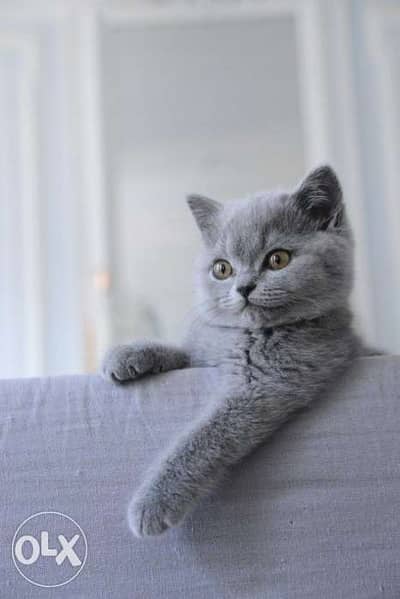 Kitten. . British Shorthair // available