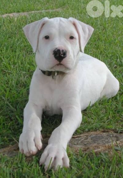 Exceptional Dogo Argentino in Store/ dog كلاب