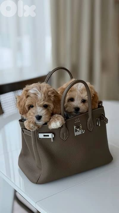 Beautifull Maltipoo Puppies/AvailableInStore/Delivery/Dog/HighQuality