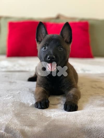 Intelligent Belgian Malinois puppy available in store & Delivery