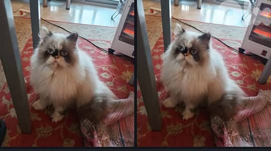 ragdoll female for sale
