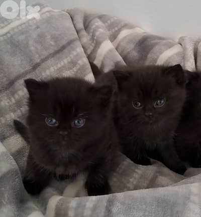 British shorthair kittens for sale