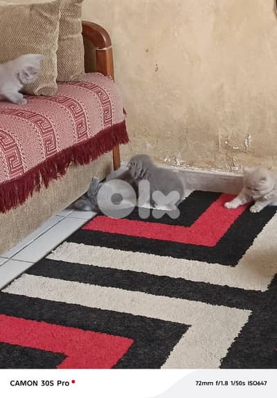 Scottish fold and British kittens