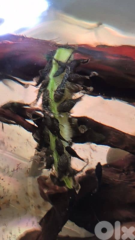 bristlenose pleco 2