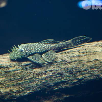 bristlenose pleco