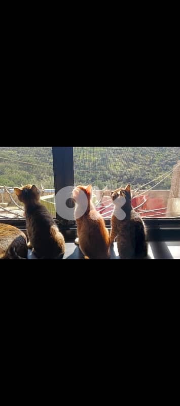 للتبني 1 male 2 female cats