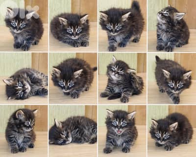 A very small, extremely beautiful cat