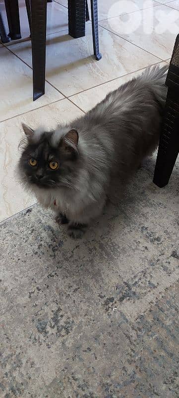 persion britch ,moderm/ longhair / Gib قط مخصي