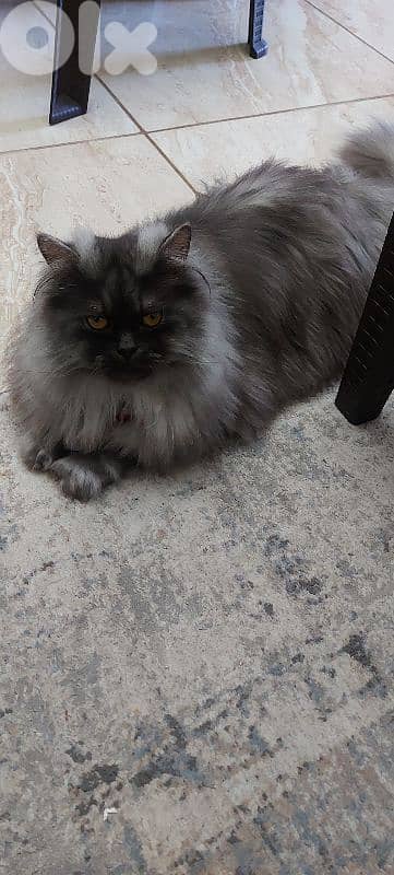 Hot offer. persion britch ,moderm/ longhair / Gib قط مخصي. /بداعي سفر 1