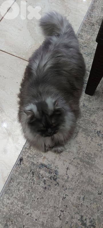 Hot offer. persion britch ,moderm/ longhair / Gib قط مخصي. /بداعي سفر 2