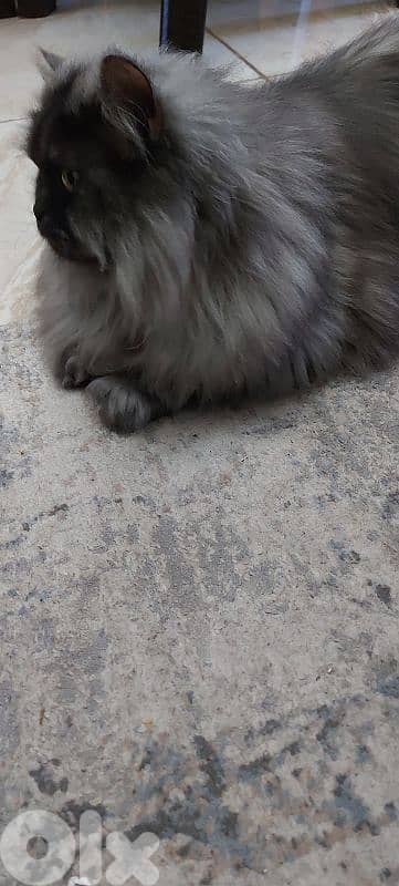 Hot offer. persion britch ,moderm/ longhair / Gib قط مخصي. /بداعي سفر 3